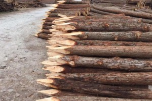 上海河道杉木樁多少錢(qián)一根?