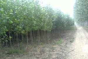 宜昌速生楊丹紅楊巨霸楊楊樹(shù)苗批發(fā)價(jià)格