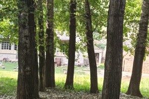 河北石家莊100畝楊樹(shù)出售