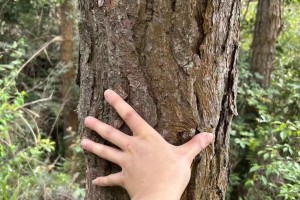 大量馬尾松木、原木出售