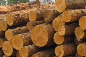 美國(guó)花旗松原木?價(jià)格行情