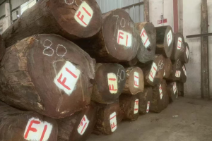 緬甸花梨紅木價(jià)格行情