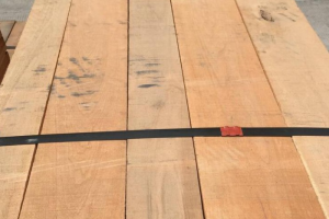 櫻桃木價(jià)格行情走勢(shì)最新