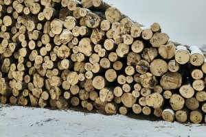 定制東北落葉松工程板,包裝箱,托盤(pán)料生產(chǎn)廠家