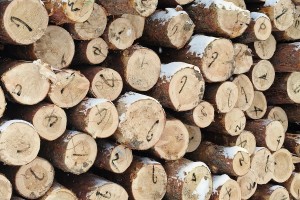 定制東北樟子松工程板,包裝箱,托盤(pán)料生產(chǎn)廠家